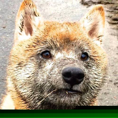 FB体育-WRC紧张排位：谁能占据有利位置？，wrc比赛规则