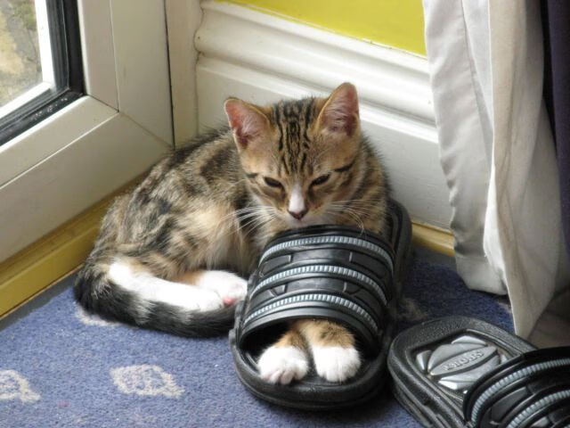 fb体育中国-_森林狼势头强劲，冲击季后赛_，s森林狼