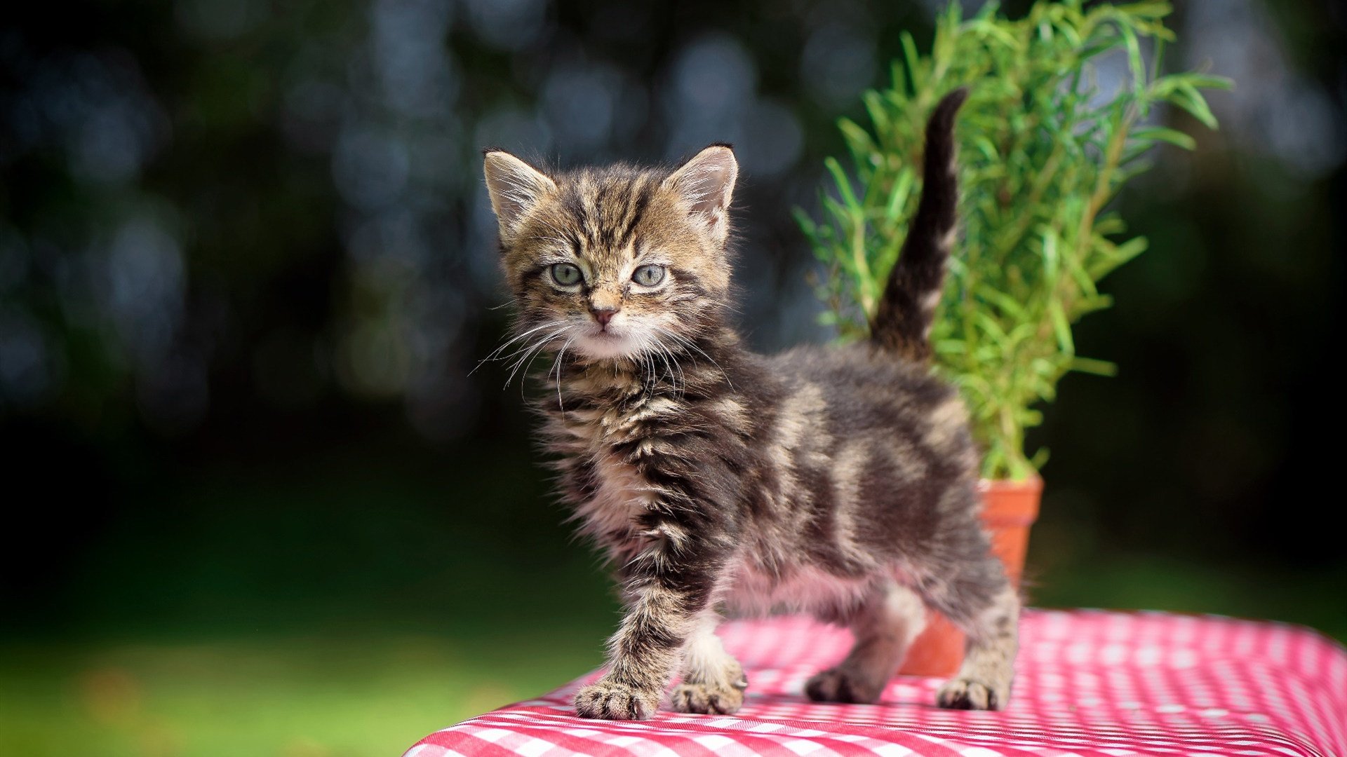 “意甲逆转高潮：逆境中的坚持换来胜利”，意甲转会期