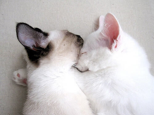 FB体育app下载-“精彩绝伦！单场比赛多项纪录破出新高”，单场最高得分是多少