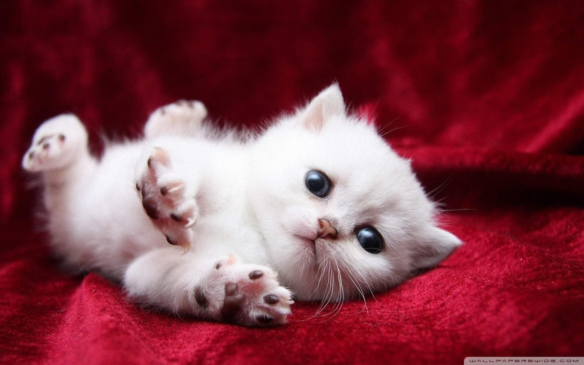 “青少年足球运动员代表队亮相国际比赛场，展现风采”，青少年足球冠军