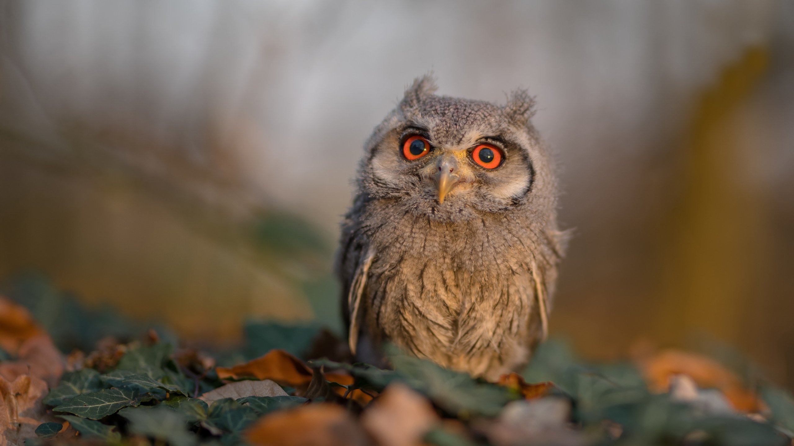 fb体育在线官网-《英雄联盟皇冠之战，豪门强队会战一触即发》，lol皇冠全名