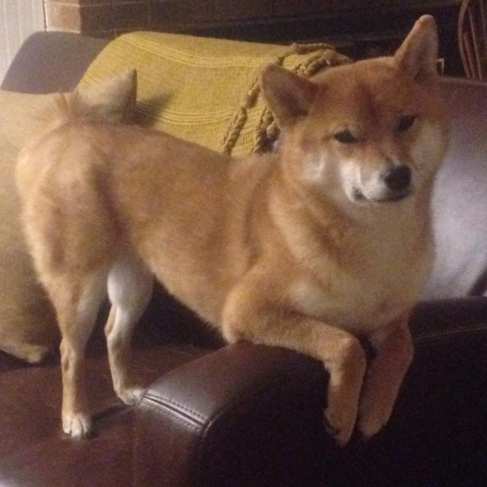 【伤病困扰】主力球员缺阵对比赛的影响，nba球员因伤缺阵有工资吗