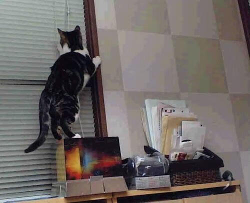 东部新贵步行者完成12连胜，冲击队史最长纪录，步行者东部排名