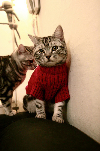 中国围棋协会发布围棋赛事组织规范，中国围棋规规定