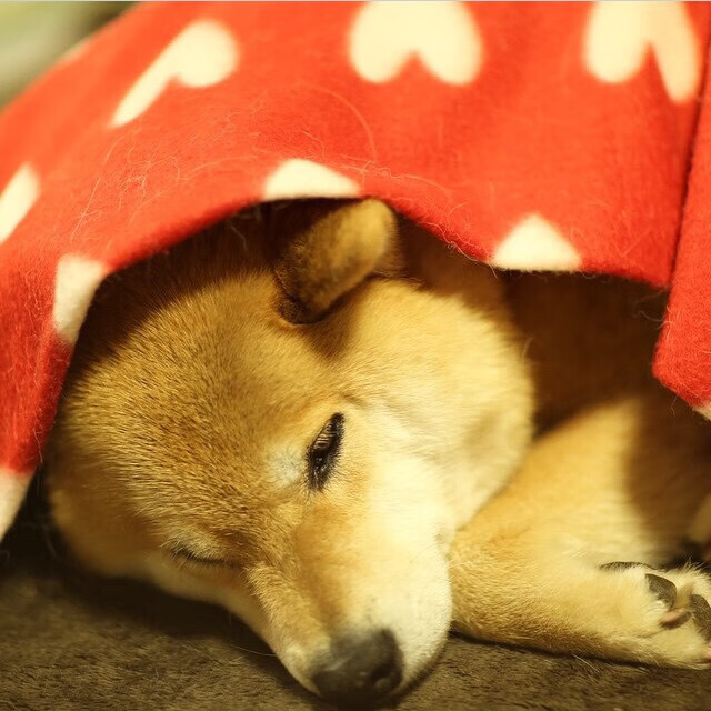 中国足球裁判队伍国际交流合作不断深化，判罚水平逐步接轨国际标准