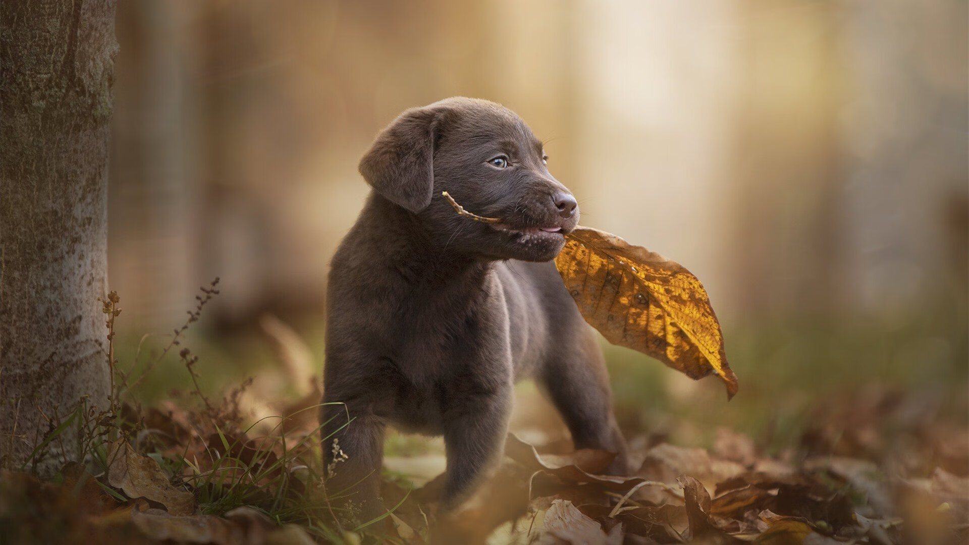 传统跆拳道锦标赛，技艺与胆识的较量，跆拳道竞技比赛最新规则