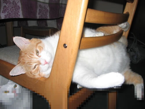 FB体育网页版-日本队势不可挡，直指决赛！，日本直板选手