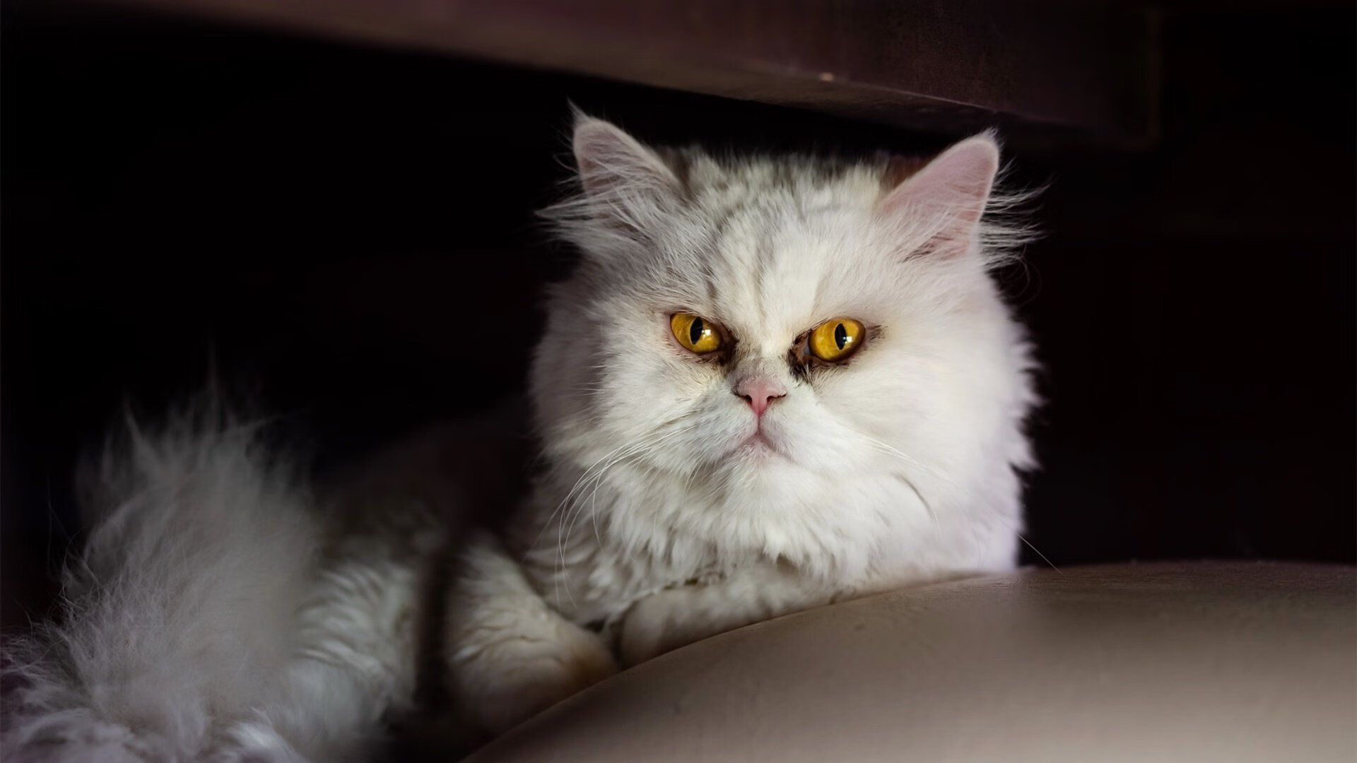 电竞社区活跃度高，粉丝互动频繁，电竞游戏社区