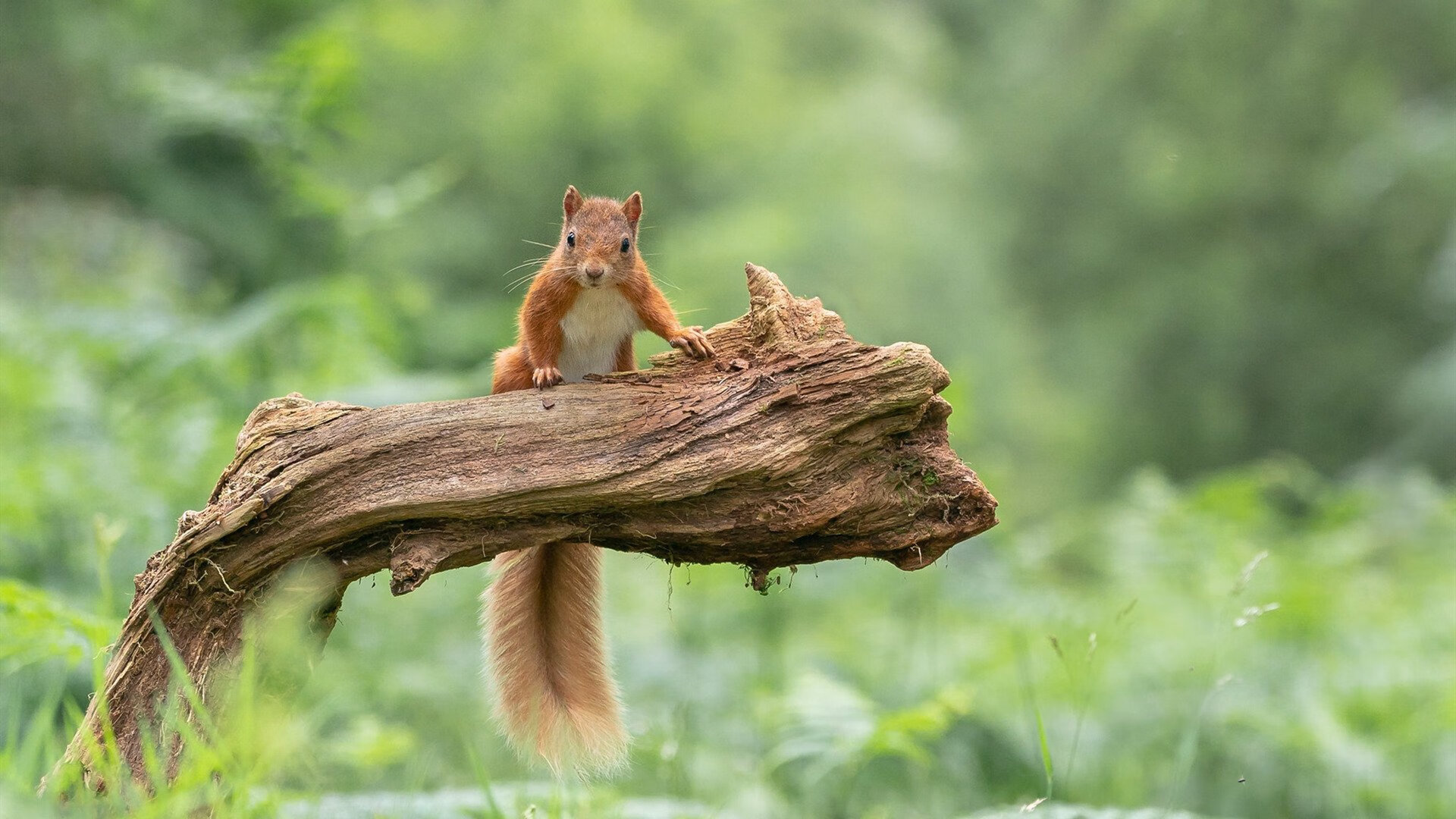 FB体育网页版-赛场“铁血战车”：最具冲击力的防守名场面，铁血战车电视剧
