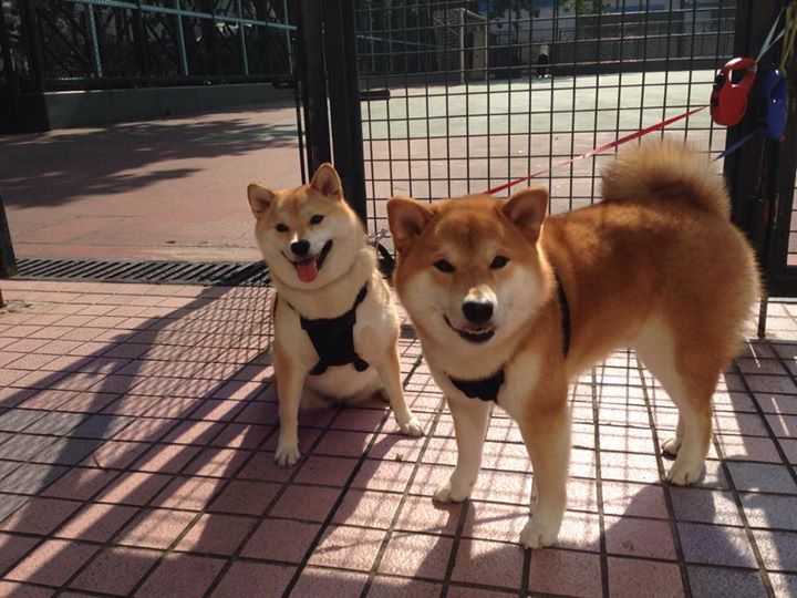 LCK联盟与高校合作开发电竞体育科研课程，lk电竞俱乐部