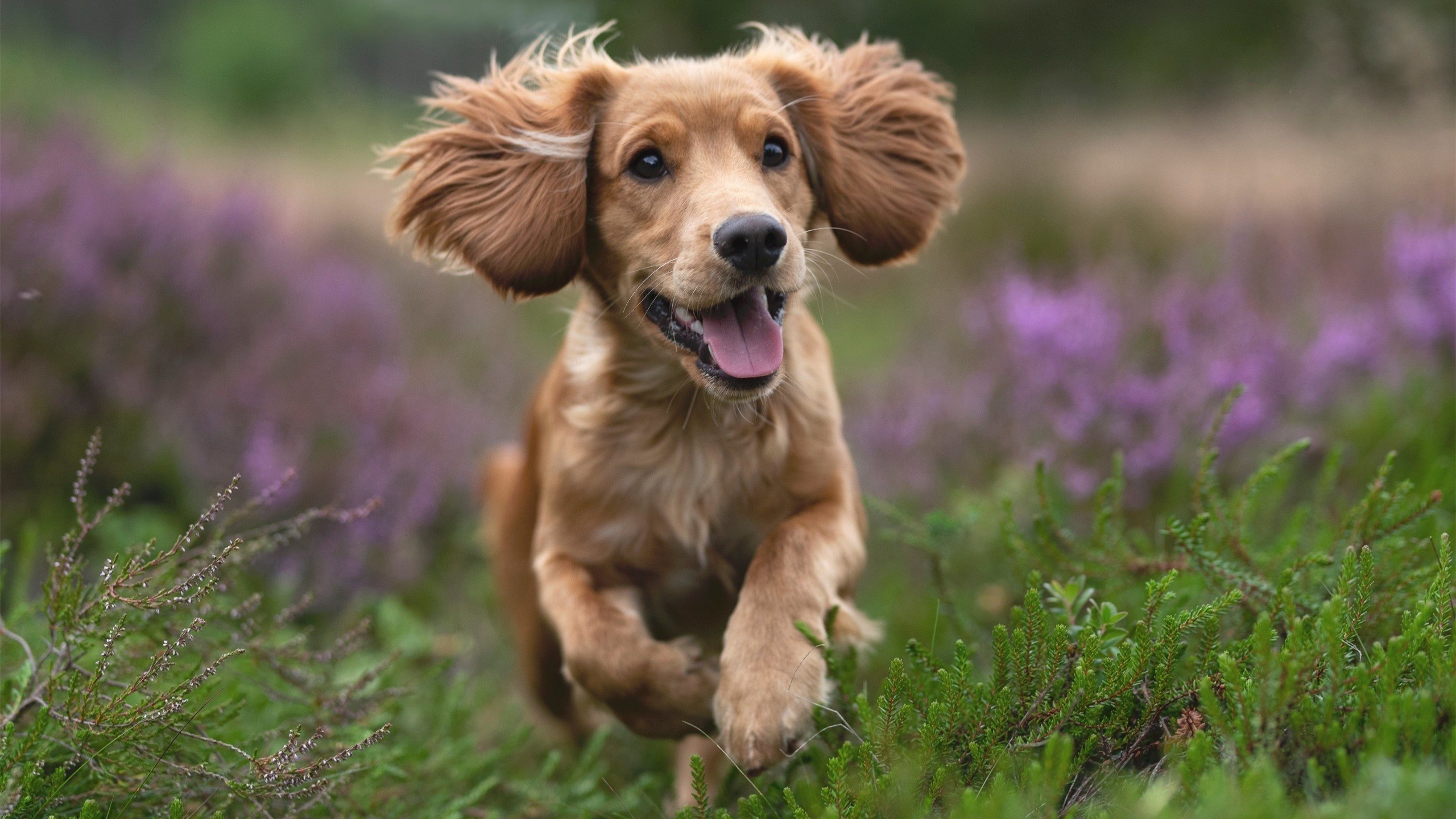 Team Liquid新赛季强势开局