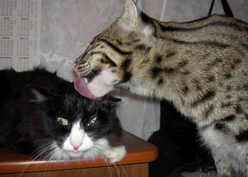 FB体育-内马尔伤情更新：预计休战数周，内马尔最新