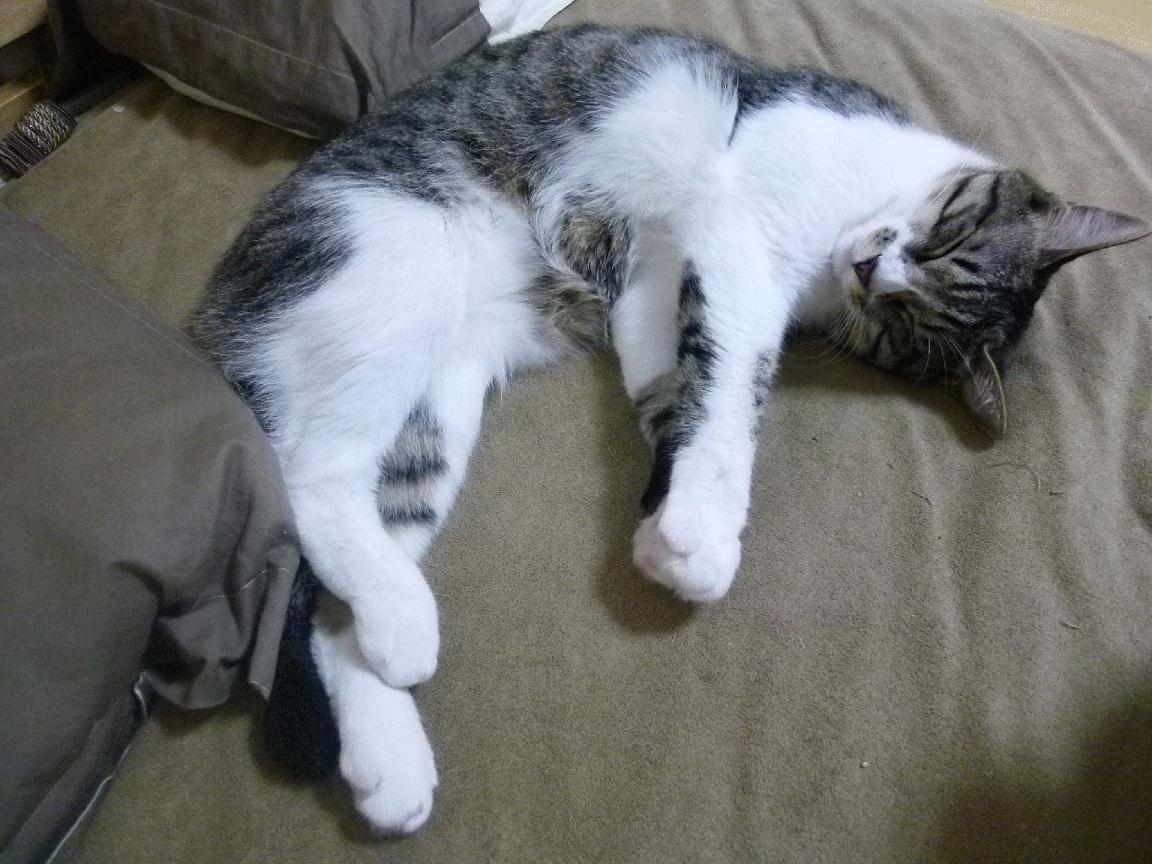 卡利亚里遭遇球迷示威，俱乐部高层召开紧急会议，卡利亚里转入球员