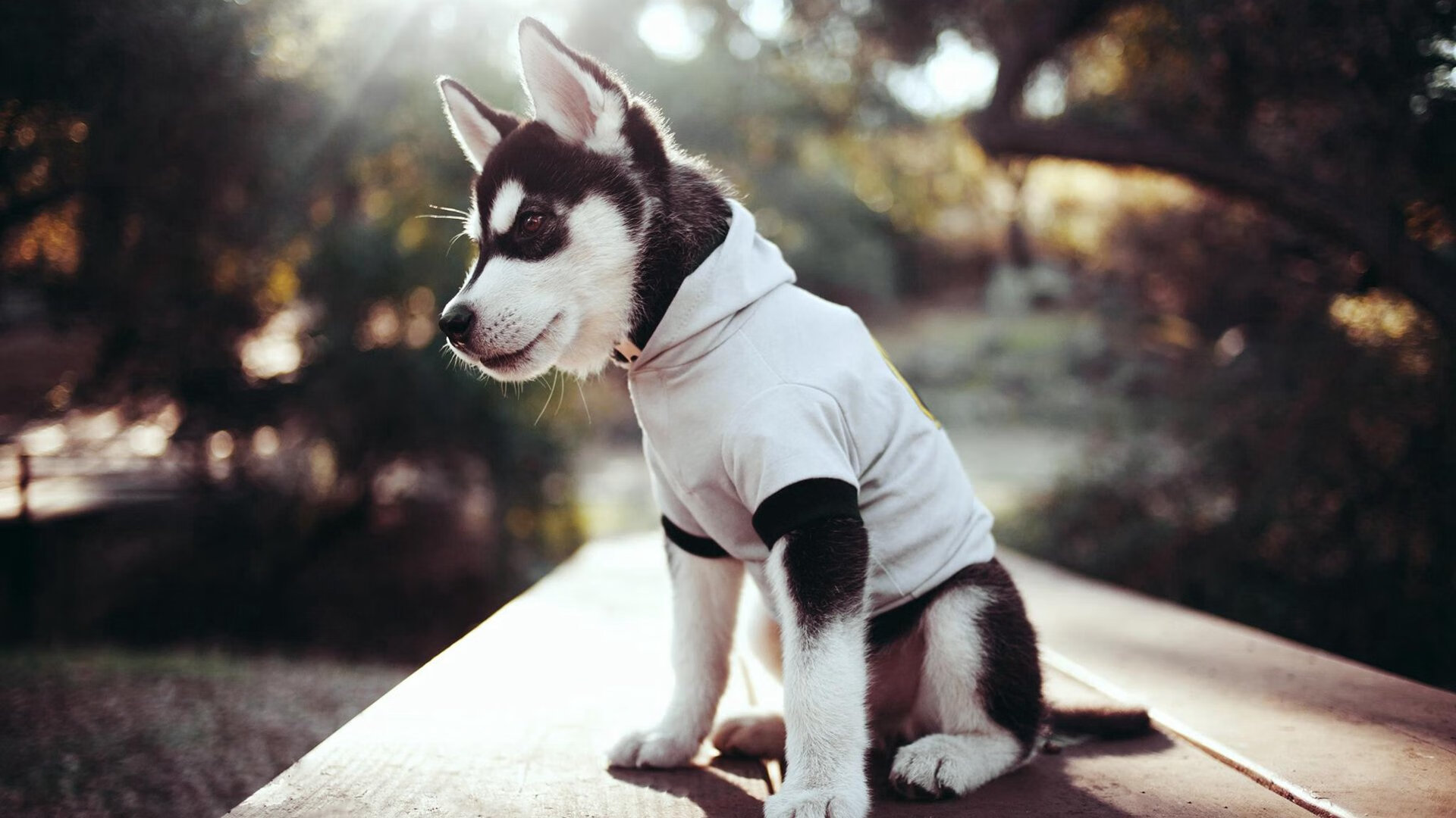 埃弗顿中场调度稳定,古迪逊公园冲击保级,埃弗顿迪涅