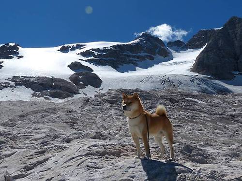 意大利足球运动员转会传闻增多，球迷热议，意大利足球队著名球员