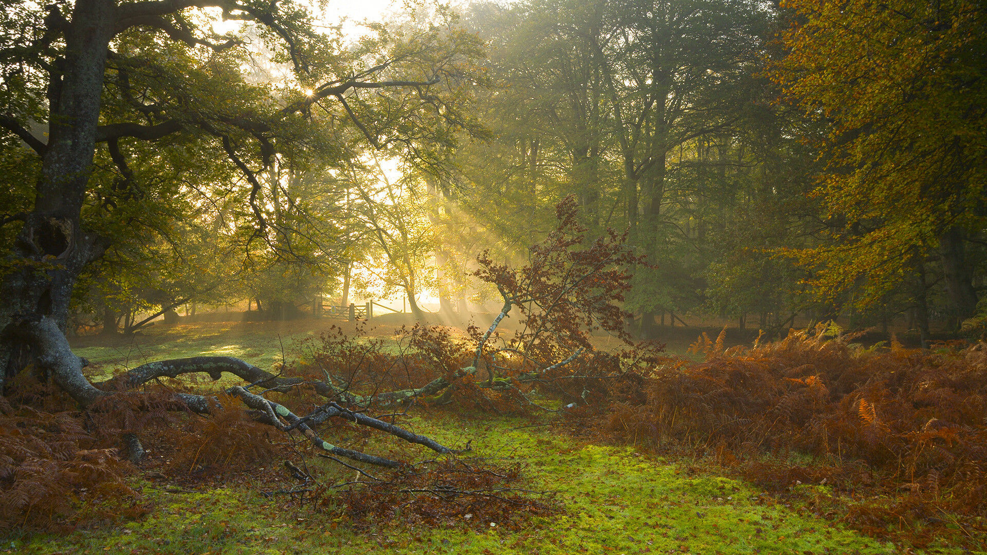 Chinese Taipei的乒乓战术：细节中的制胜之道，中国台北乒乓球团体